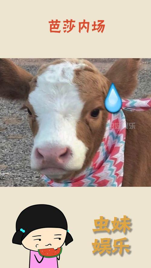 娱乐吃瓜酱忠犬